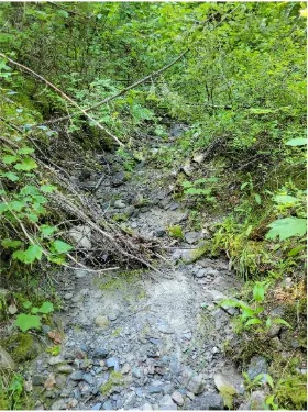 Salmon Arm Subdivision – Riparian Assessment & Monitoring